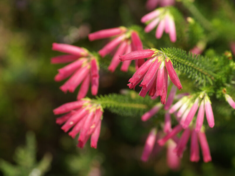 Pink Heather Flowers — Natural