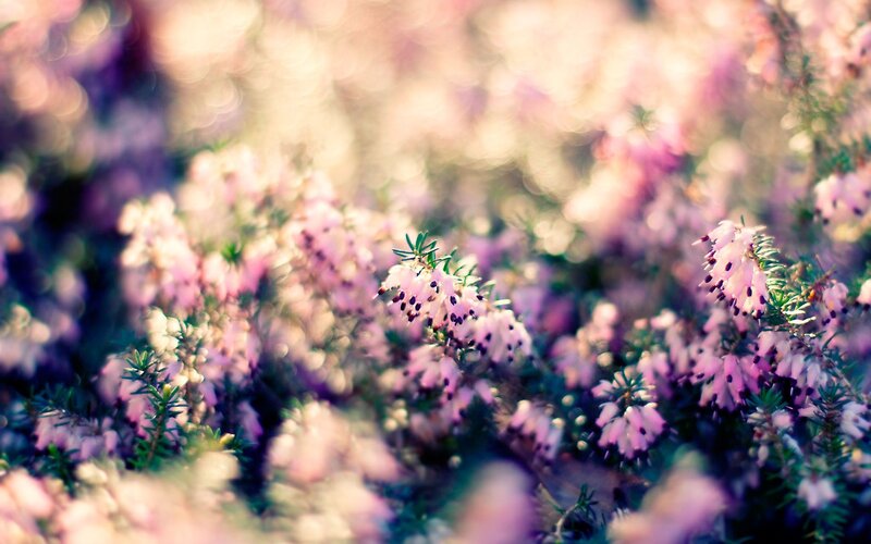 Pink Heather Flowers — Purple, Serene