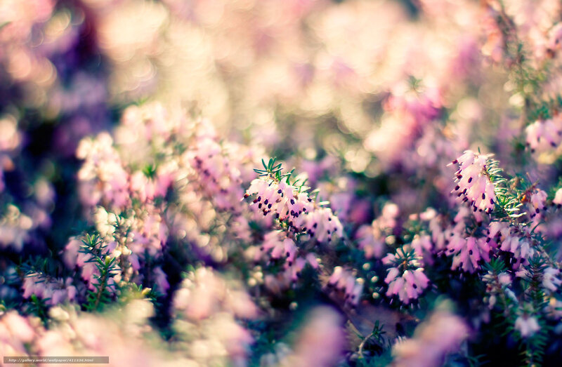 Pink Heather Flowers — Purple