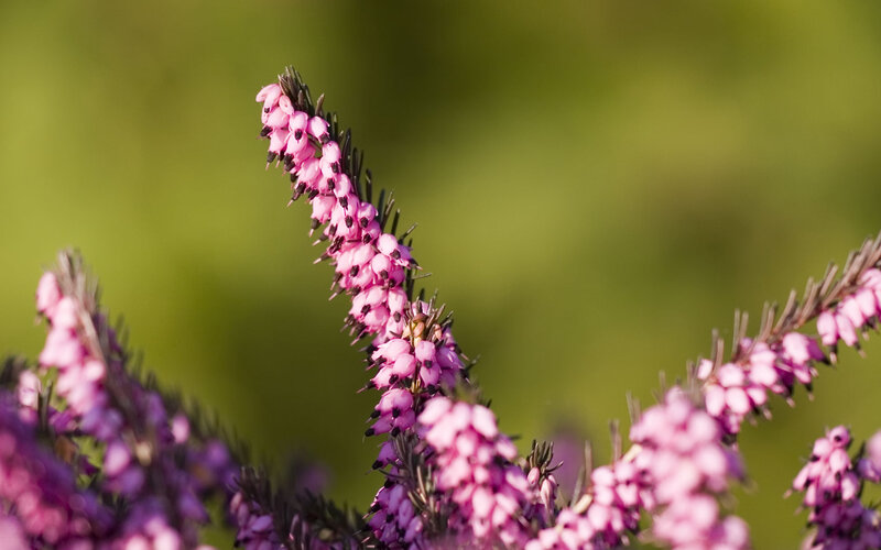 Pink Heather Flowers — Serene, Afternoon