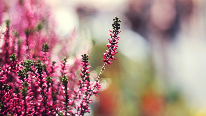 Pink Heather Flowers — Serene, Autumn