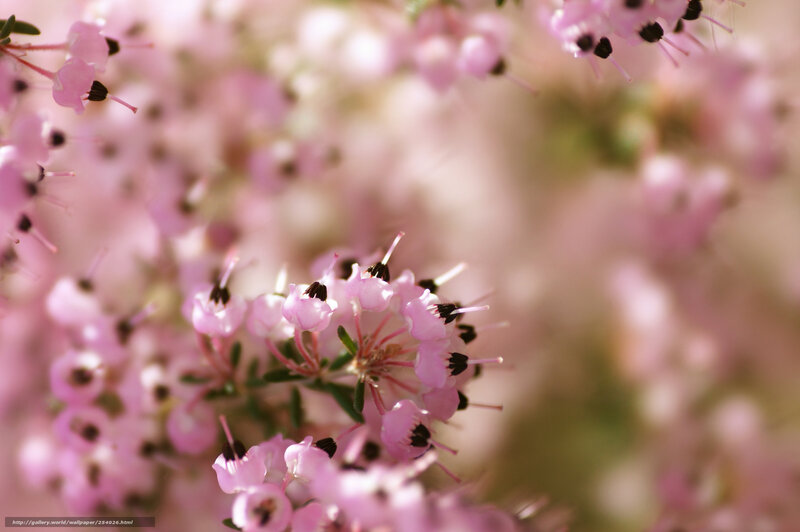 Pink Heather Flowers — Serene, Spring