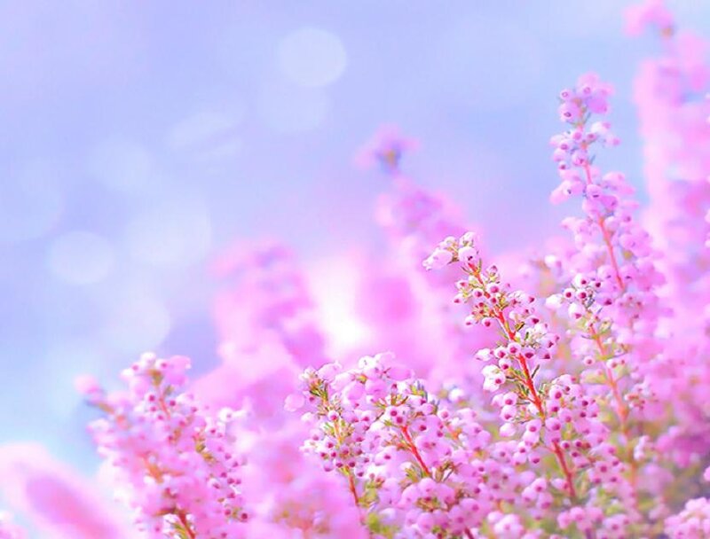 Pink Heather Flowers
