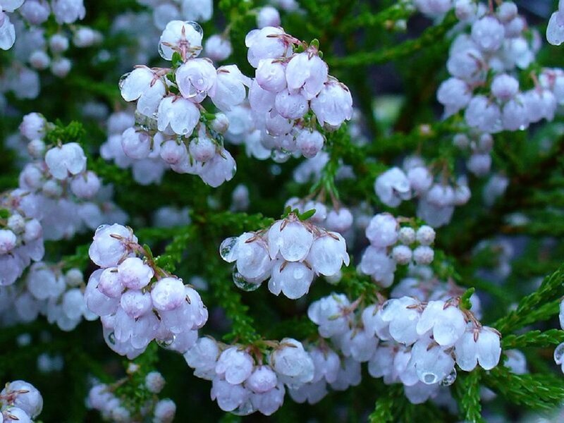 Pink Heather Flowers — White