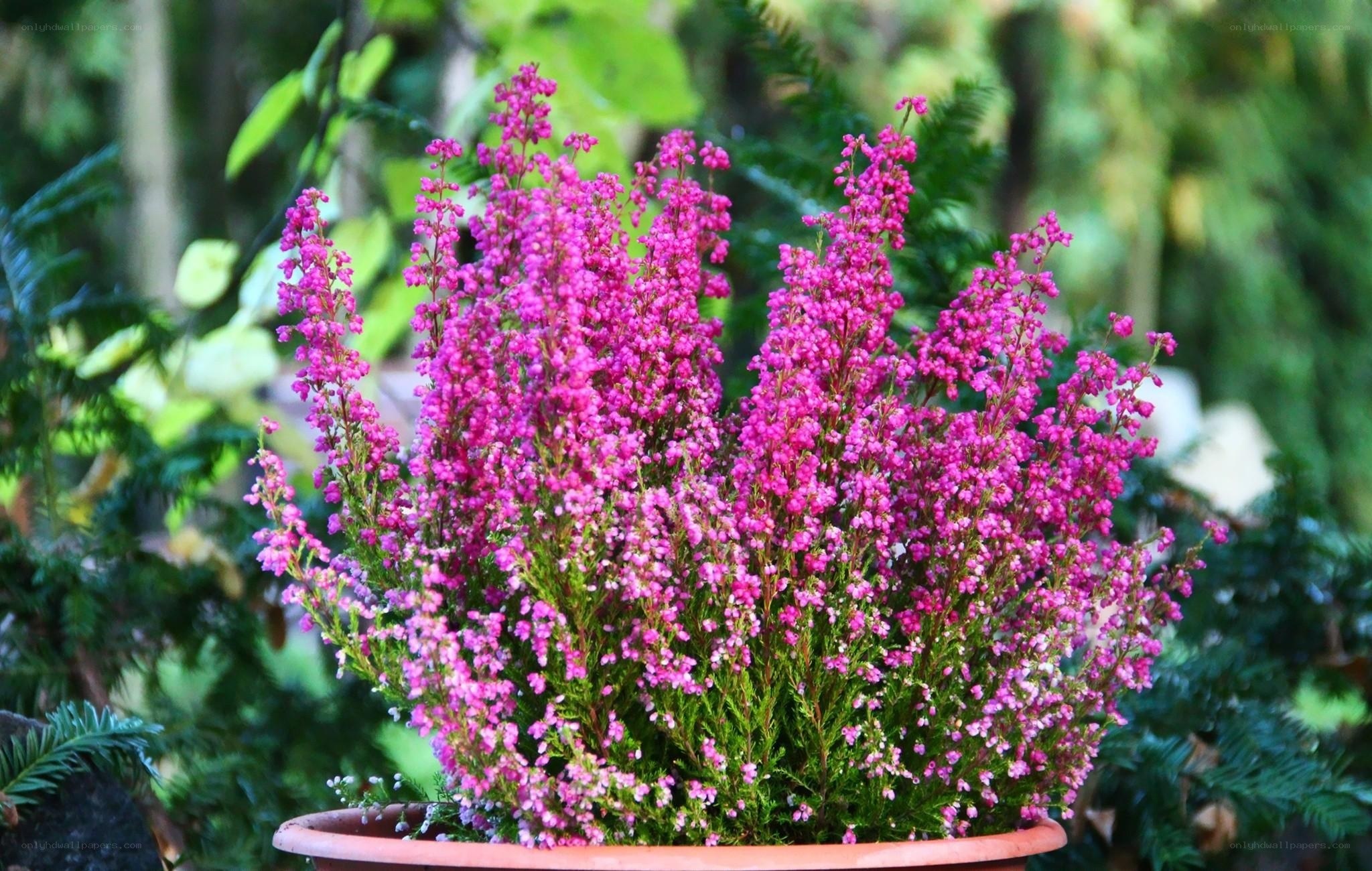 Pink heather in a pot