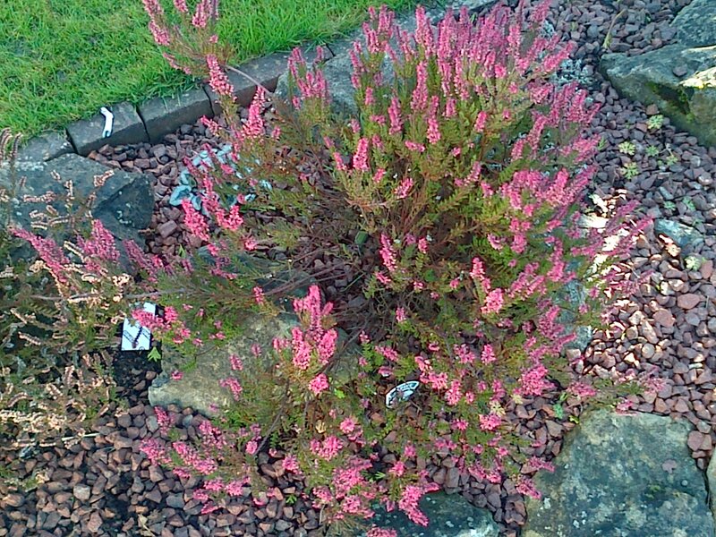 Pink Heather Plant