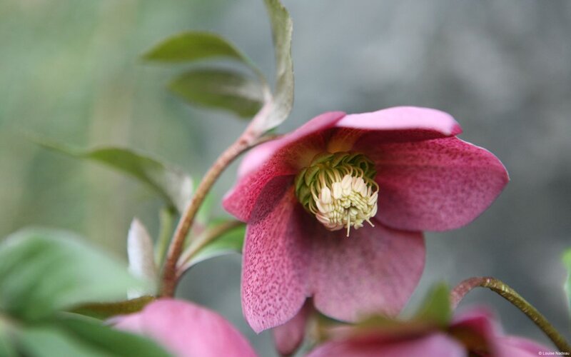 Pink Hellebore Flower — Calm, Spring