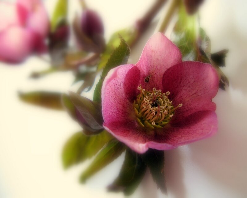 Pink Hellebore Flower — Calm