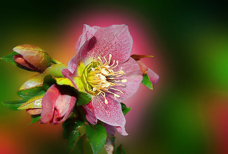 Pink Hellebore Flower — Dramatic
