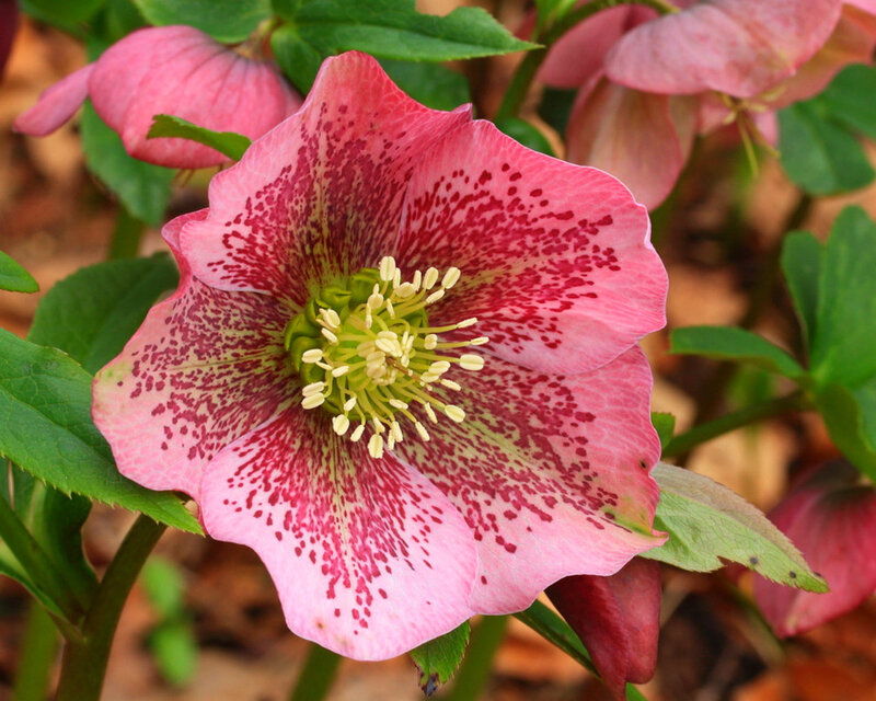 Pink Hellebore Flower — Natural