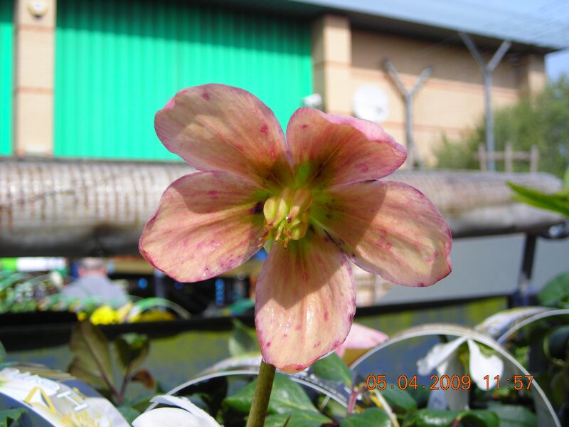 pink hellebore flower