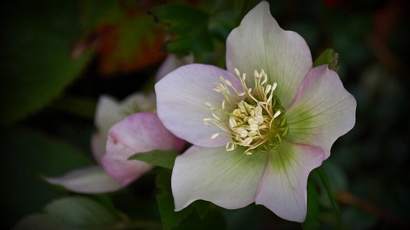 Pink Hellebore Flower — White