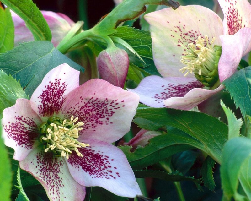 Pink Hellebore Flowers — Natural, Spring