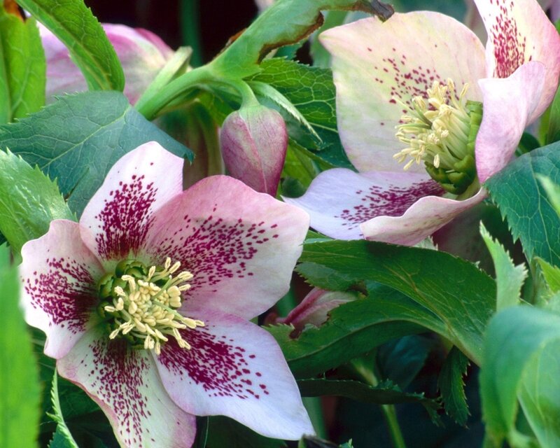 Pink Hellebore Flowers — Natural