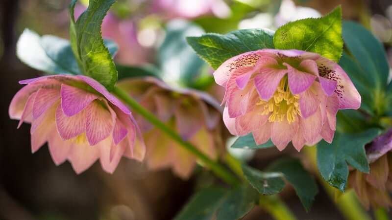 Pink Hellebore Flowers — Serene, Spring