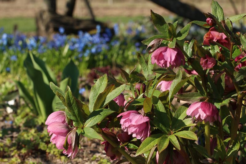 Pink Hellebore Flowers — Serene