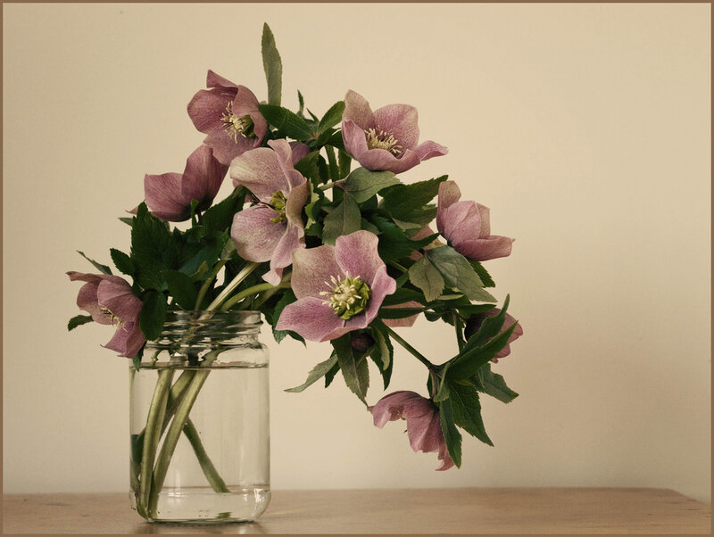 Pink Hellebore Flowers