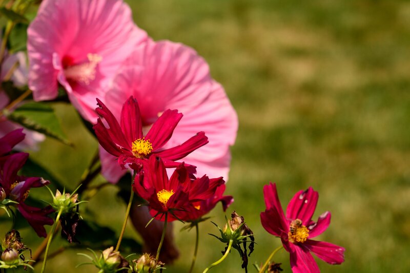 Pink Hibiscus and Cosmos