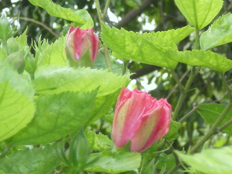 Pink hibiscus buds on green leaves