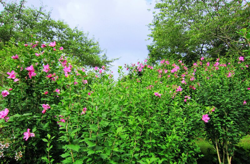 Pink Hibiscus Bushes