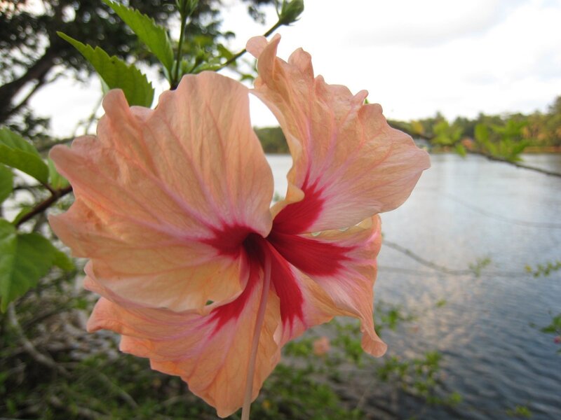 Pink hibiscus by the water