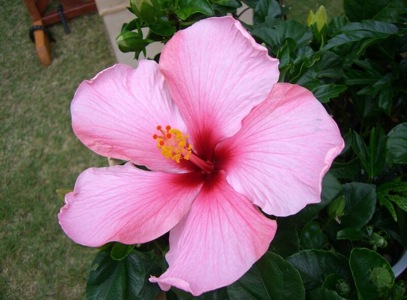 Pink hibiscus flower