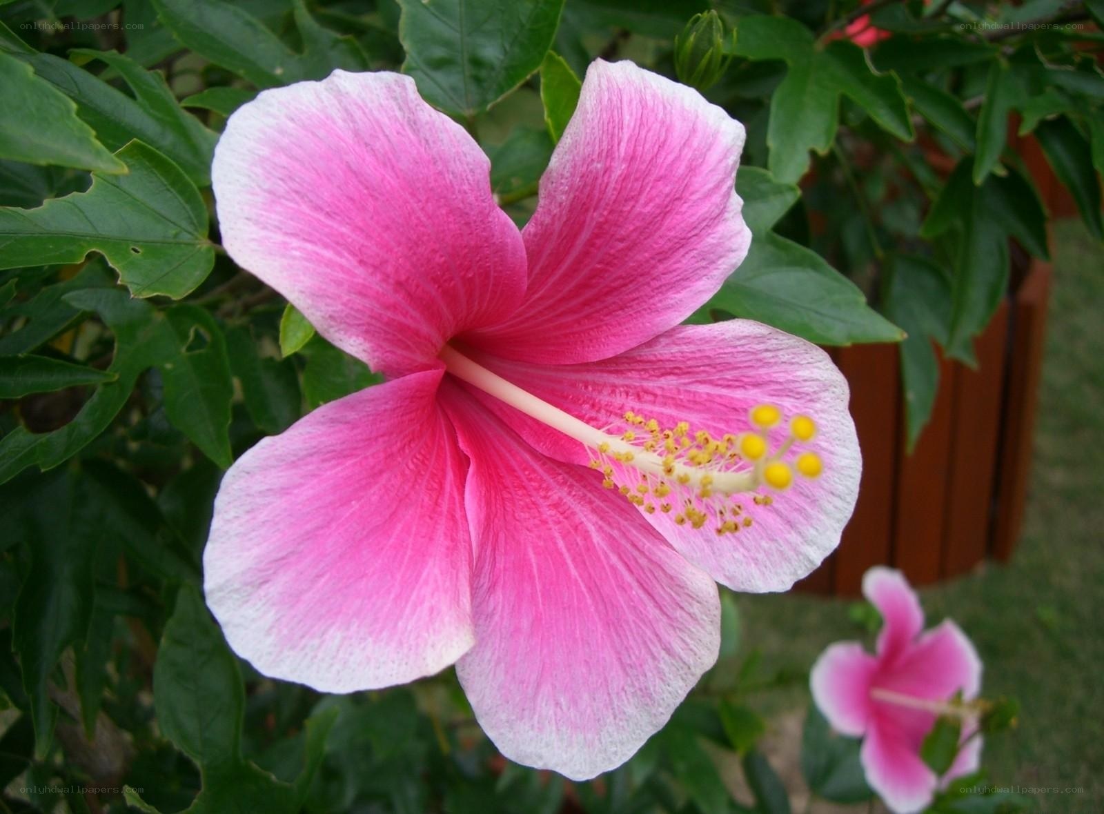 Pink hibiscus flower