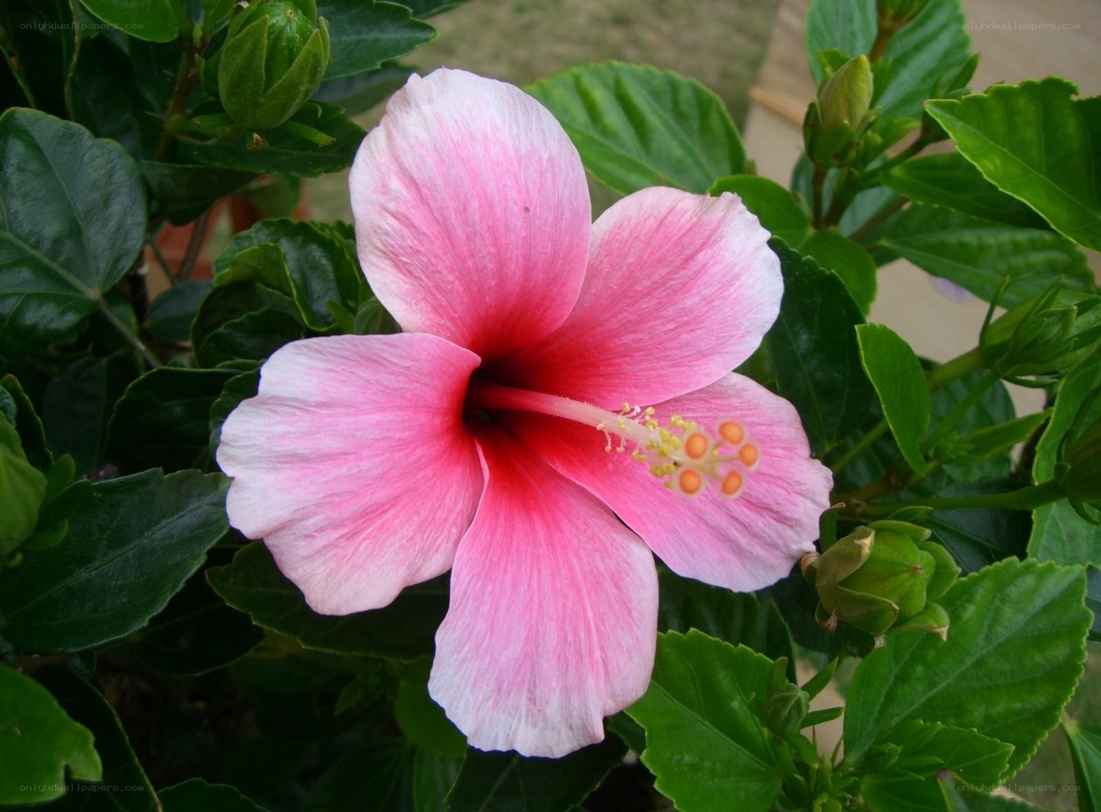 pink hibiscus flower