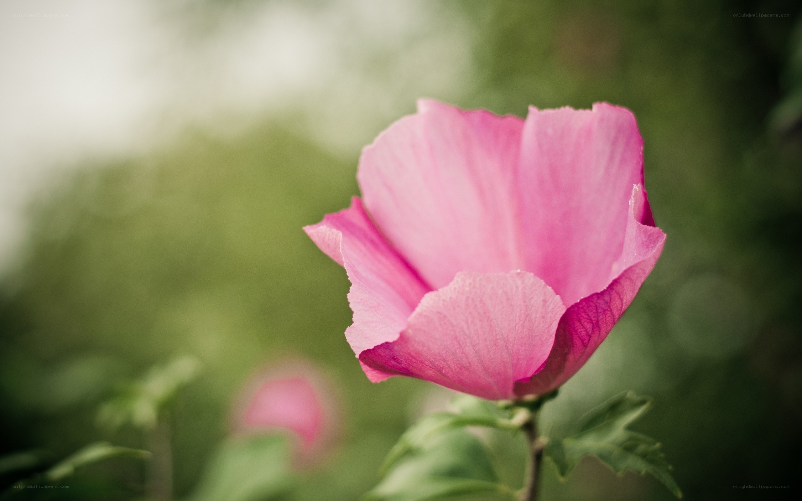 Pink hibiscus flower