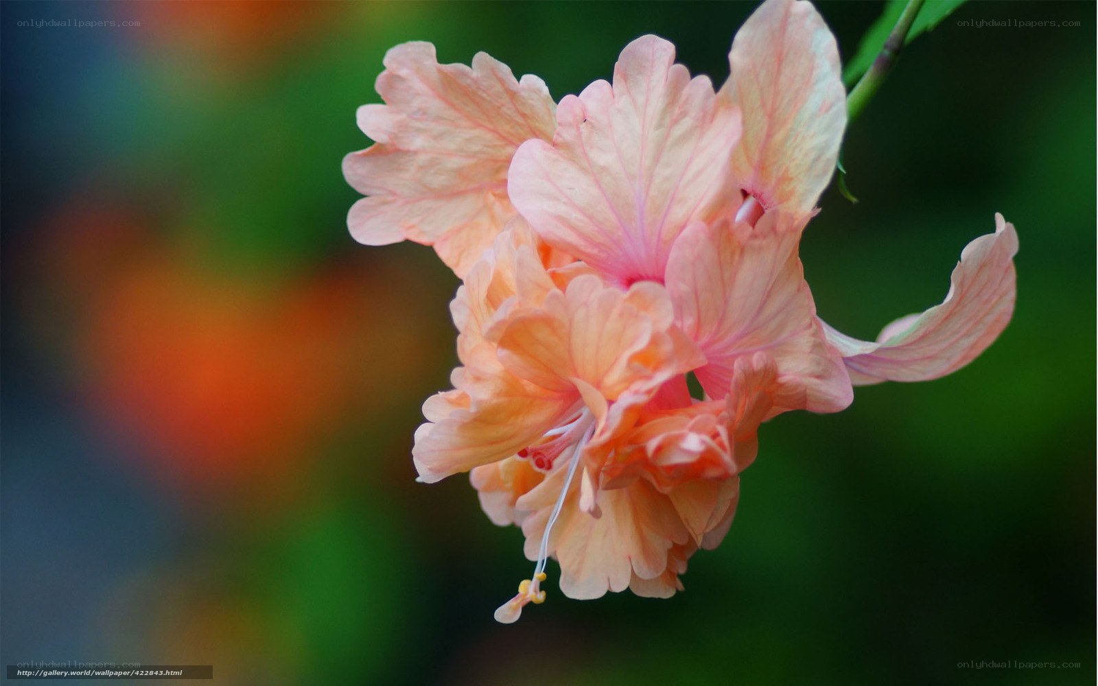 Pink hibiscus flower