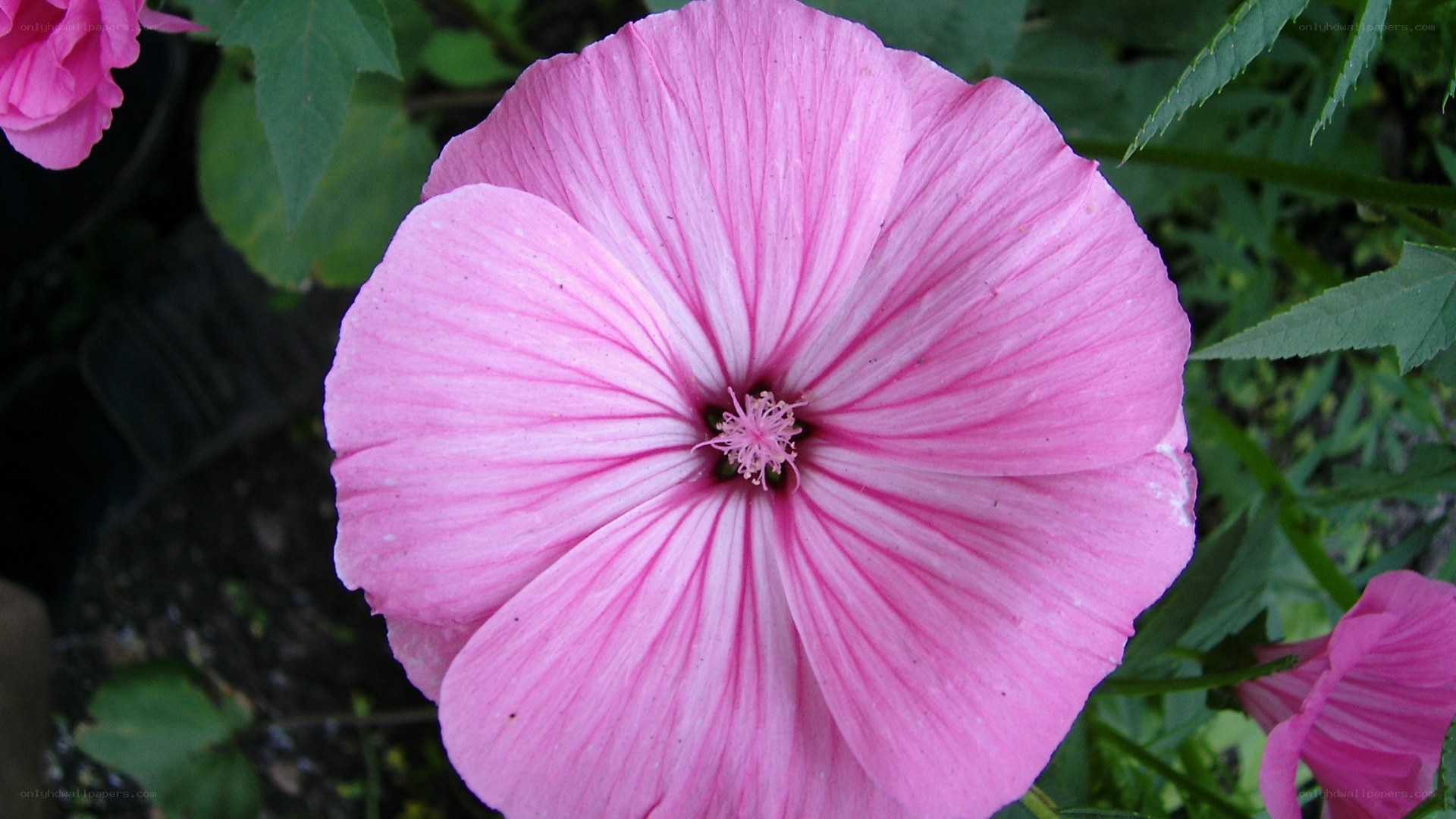 Pink hibiscus flower