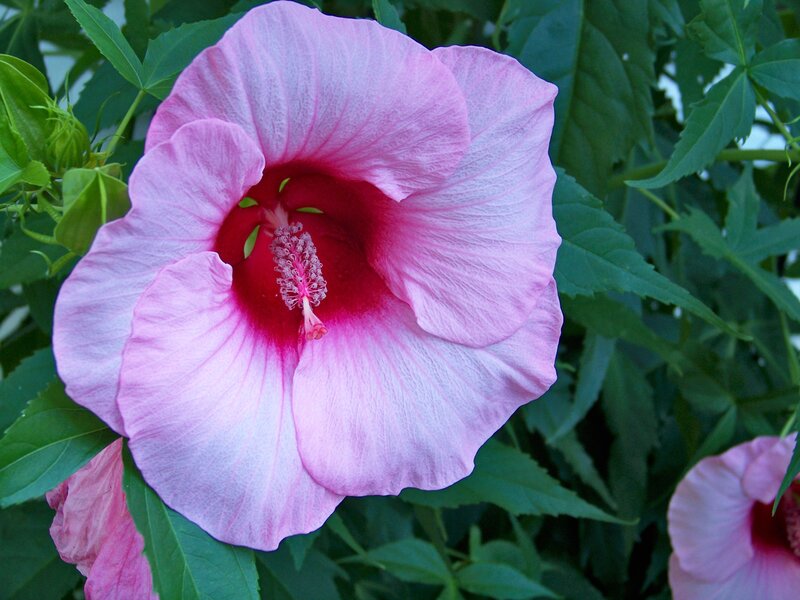 pink hibiscus flower