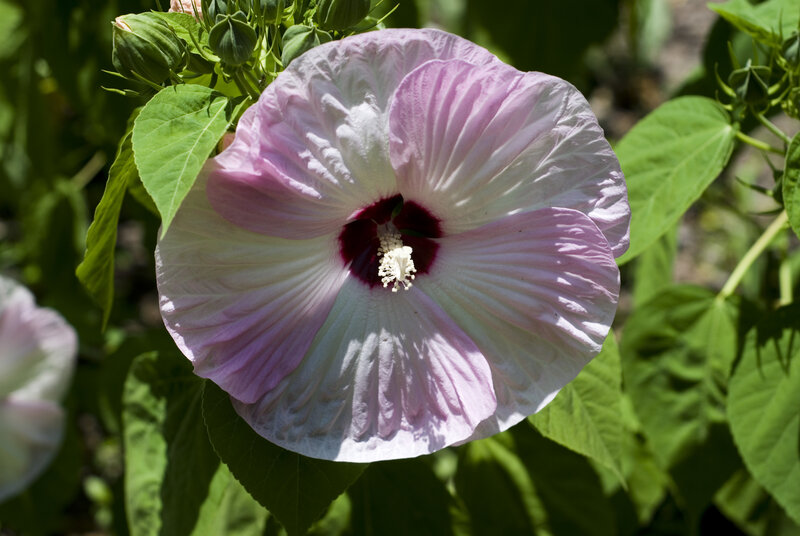 pink hibiscus flower