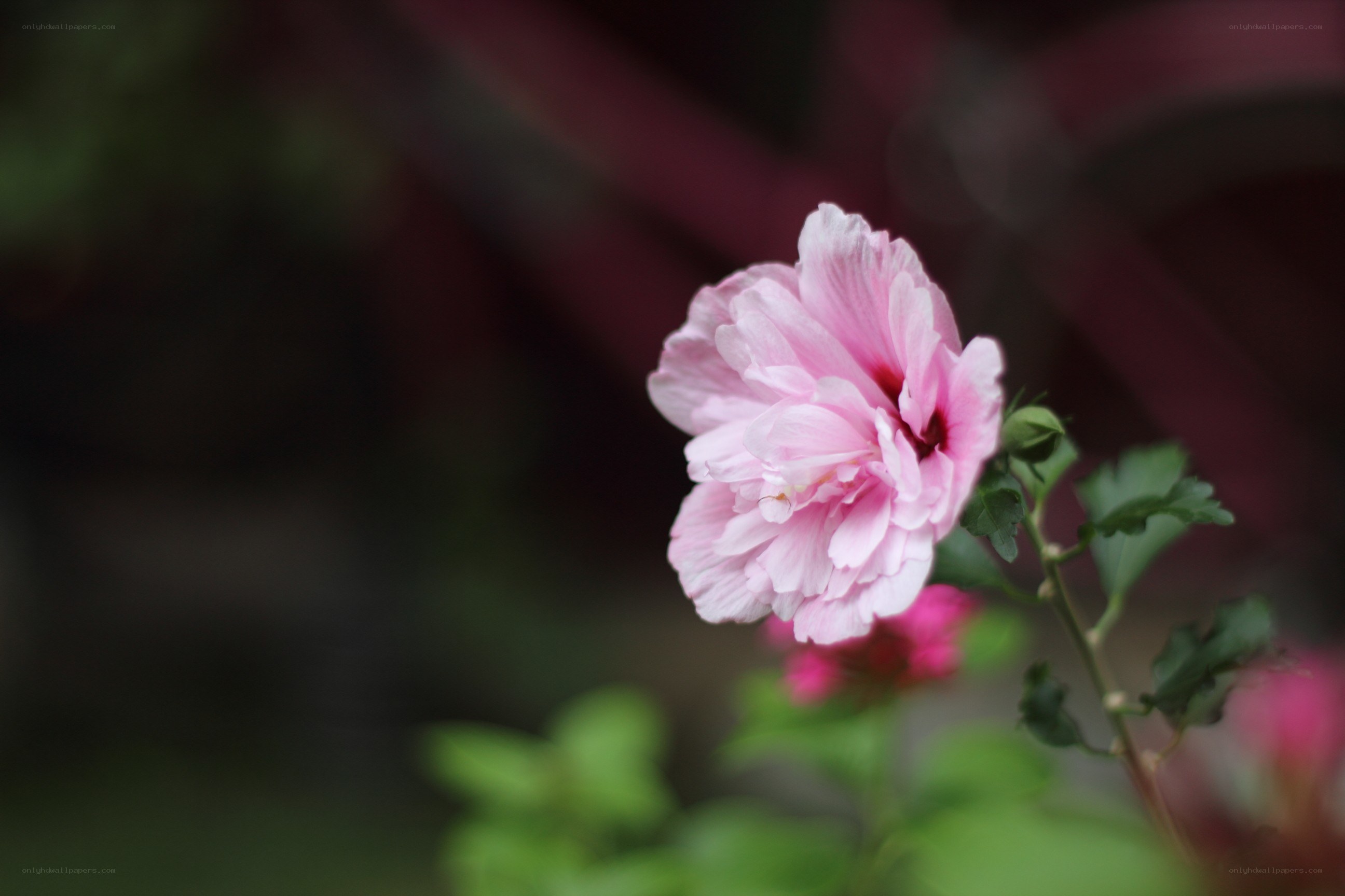 Pink hibiscus flower
