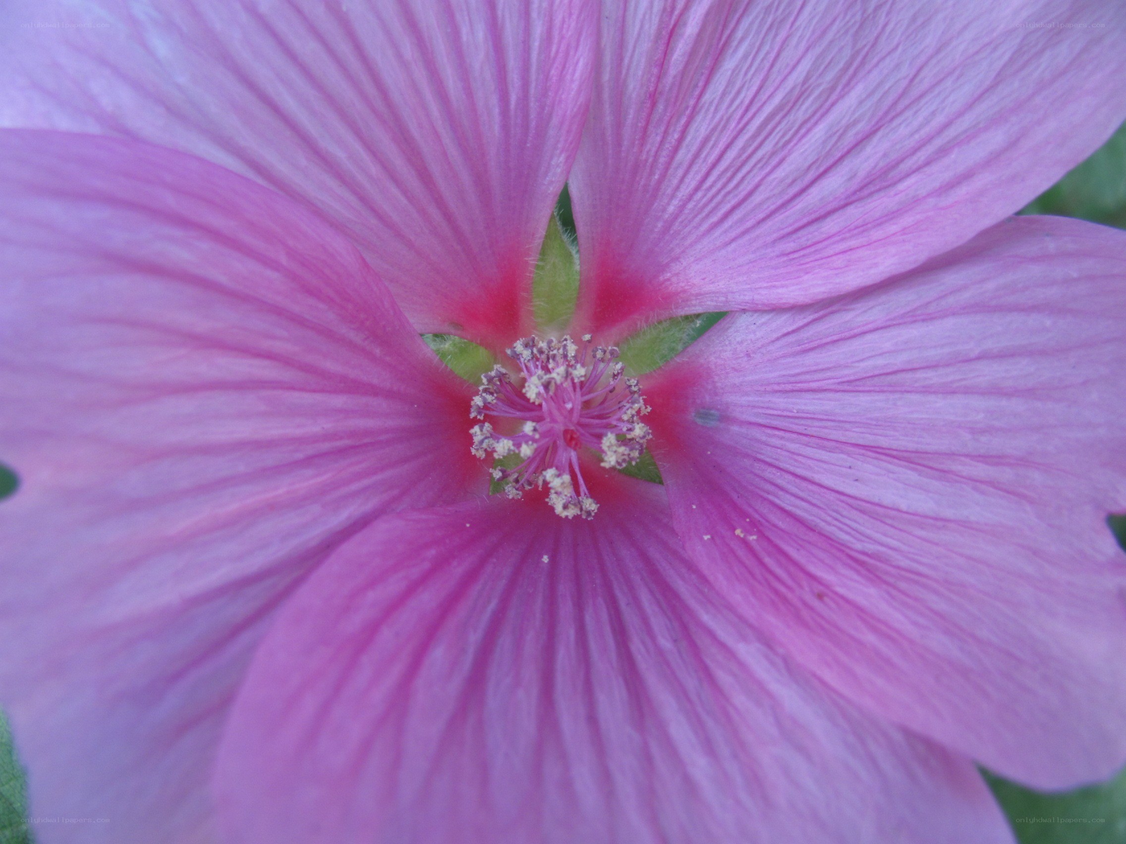 pink hibiscus flower