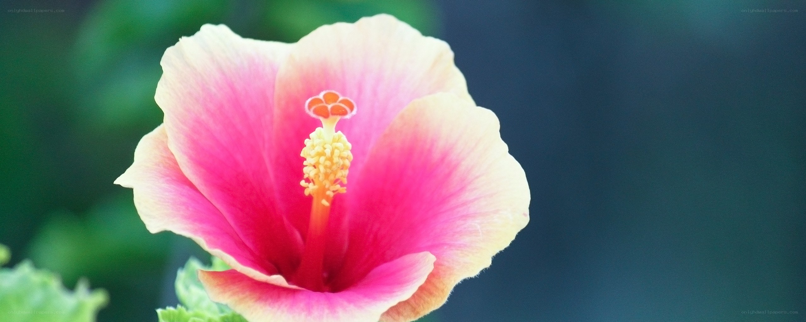 Pink hibiscus flower