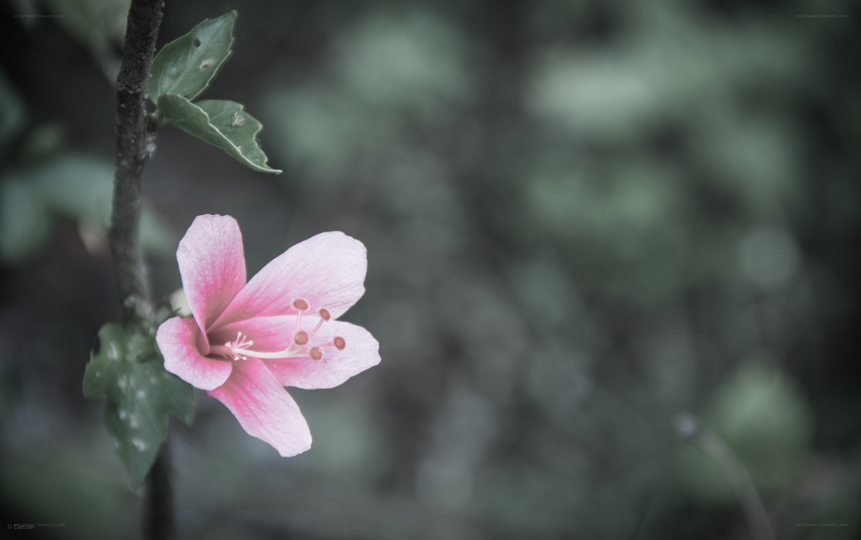 pink hibiscus flower