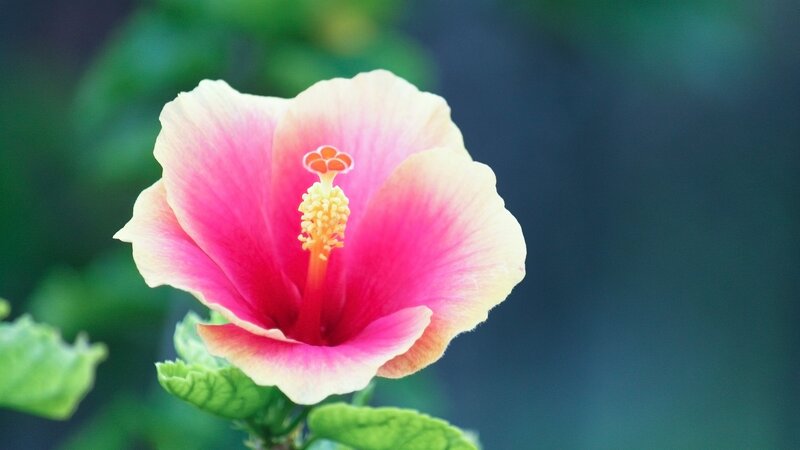 pink hibiscus flower