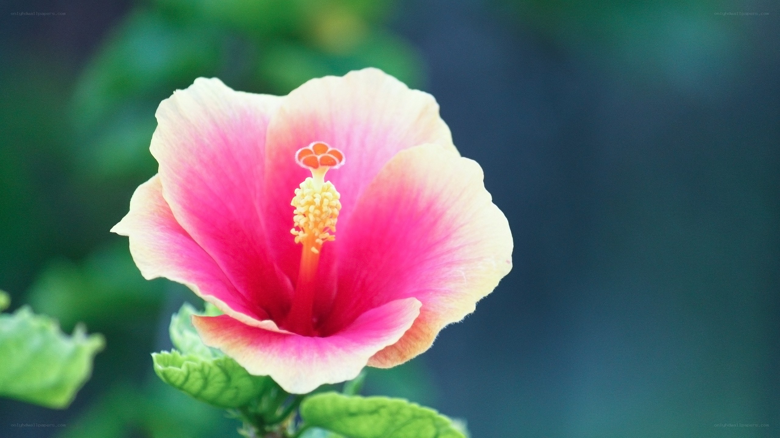 pink hibiscus flower