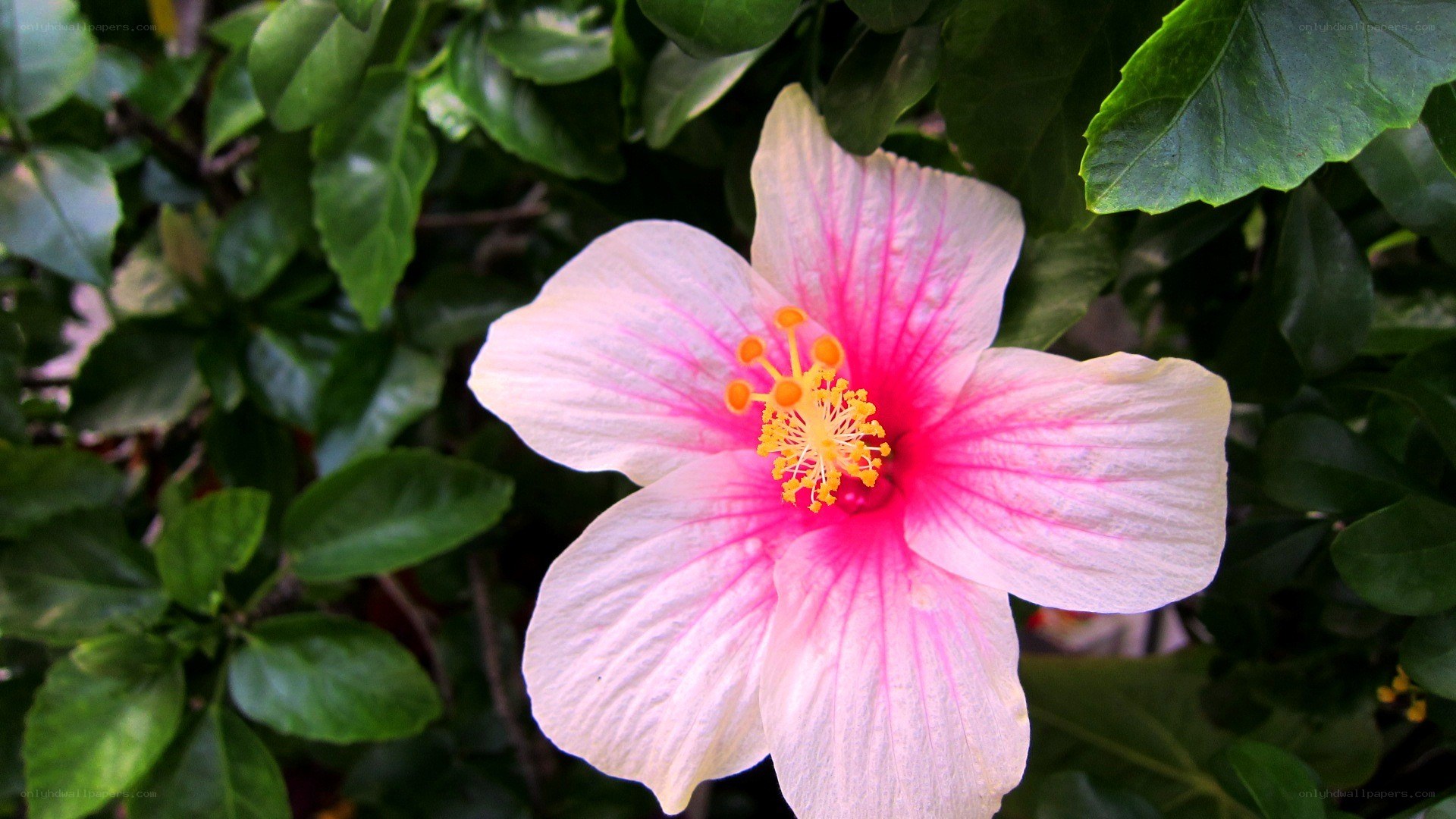 pink hibiscus flower