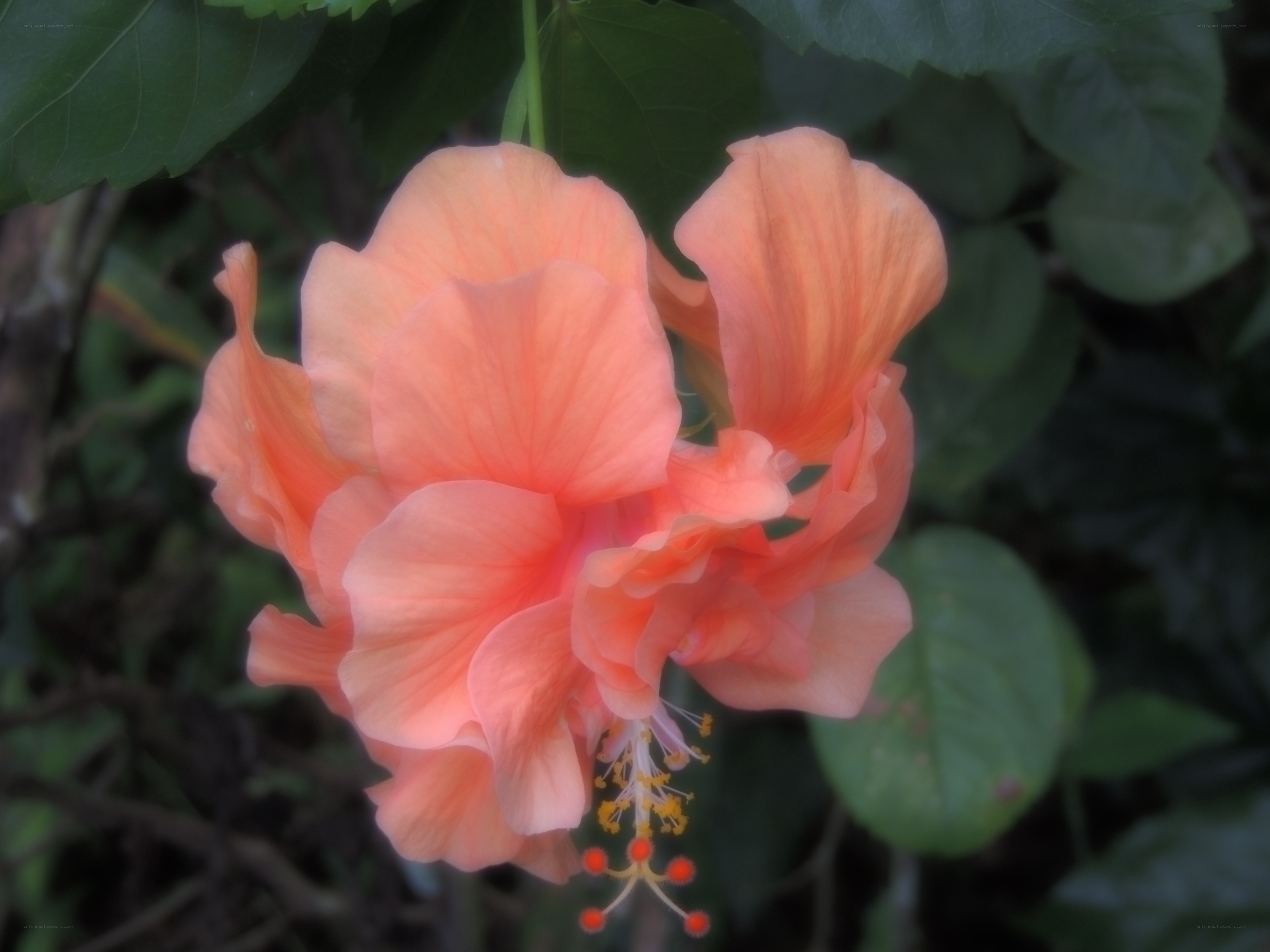 Pink hibiscus flower