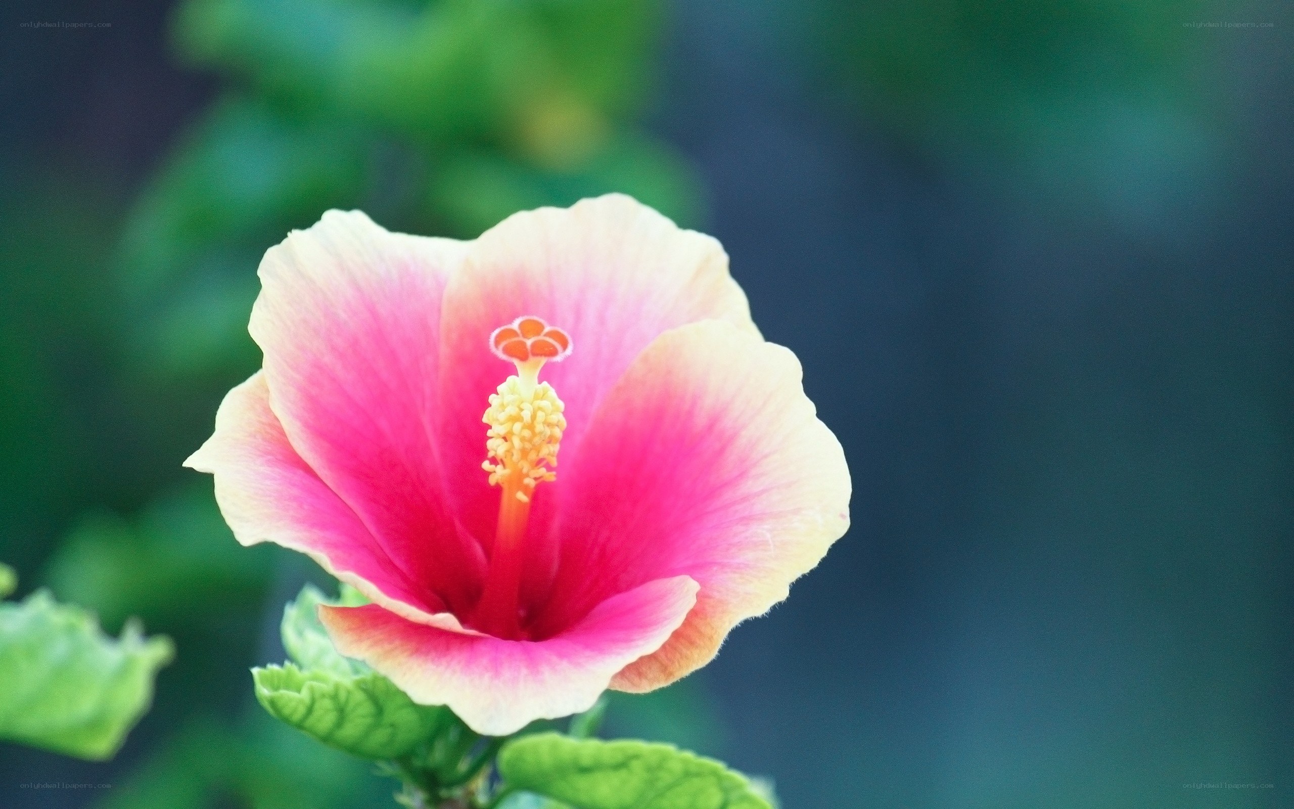 pink hibiscus flower
