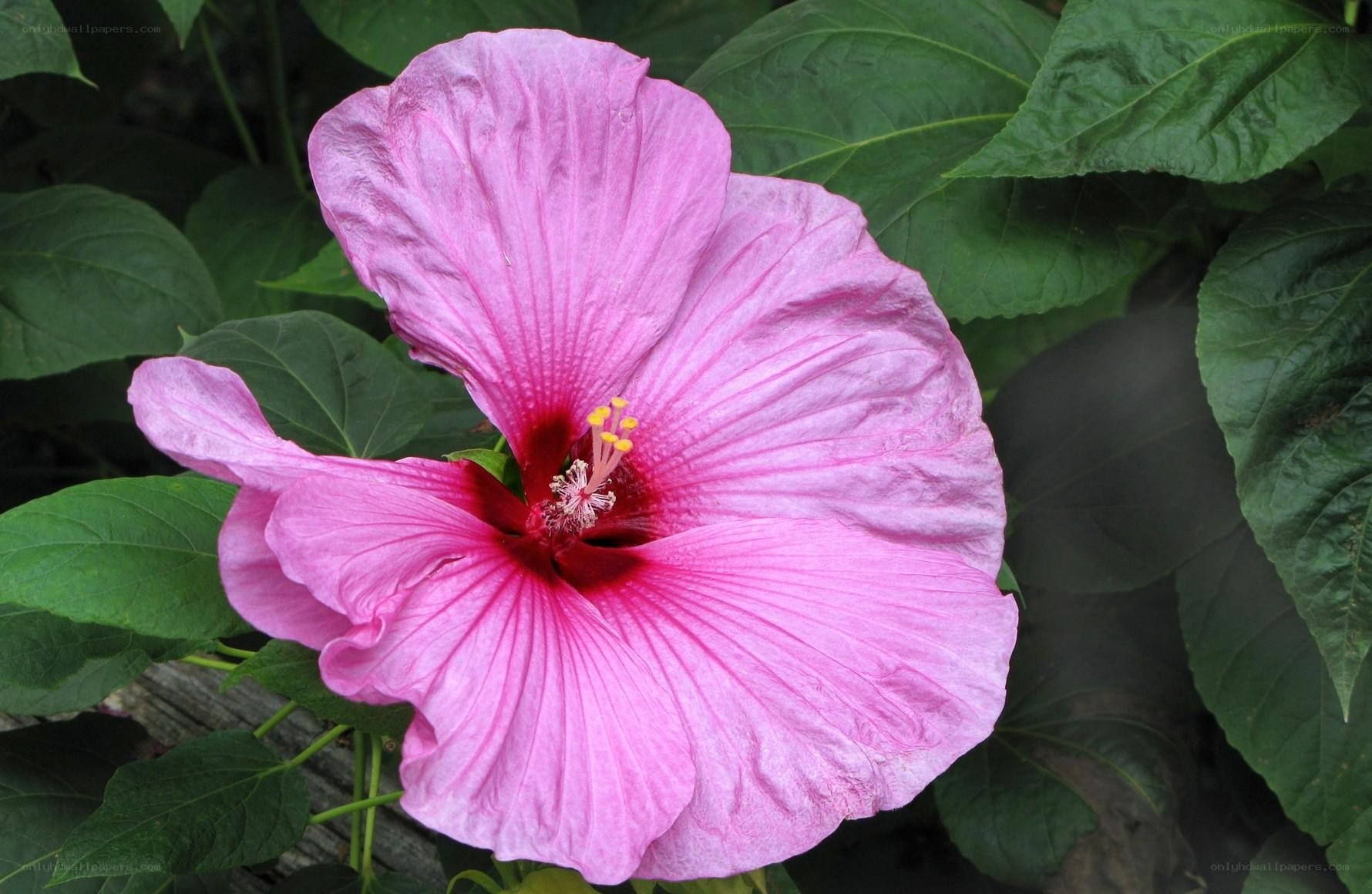 pink hibiscus flower