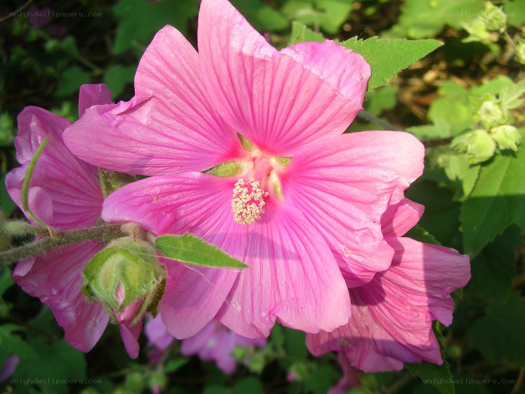 pink hibiscus flower