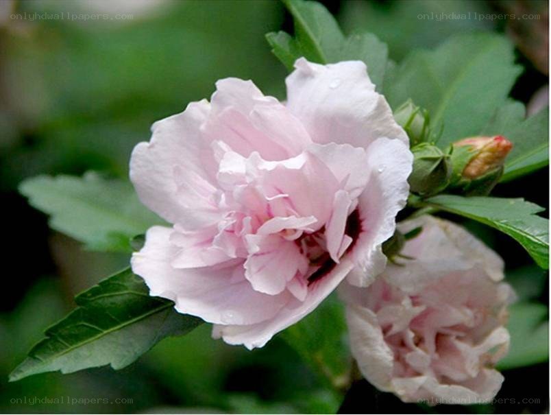 pink hibiscus flower