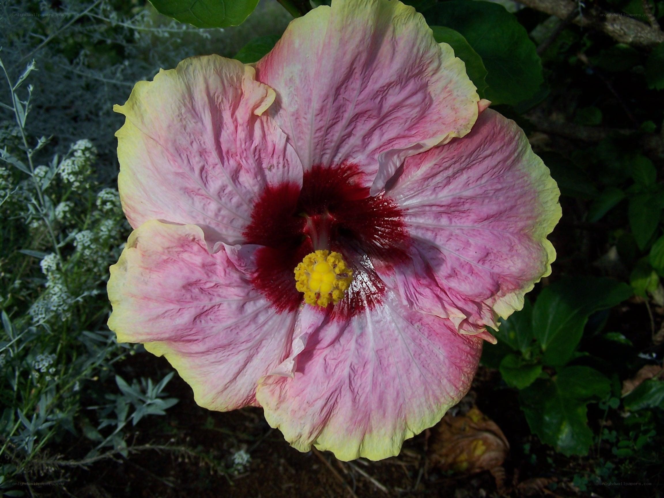 pink hibiscus flower