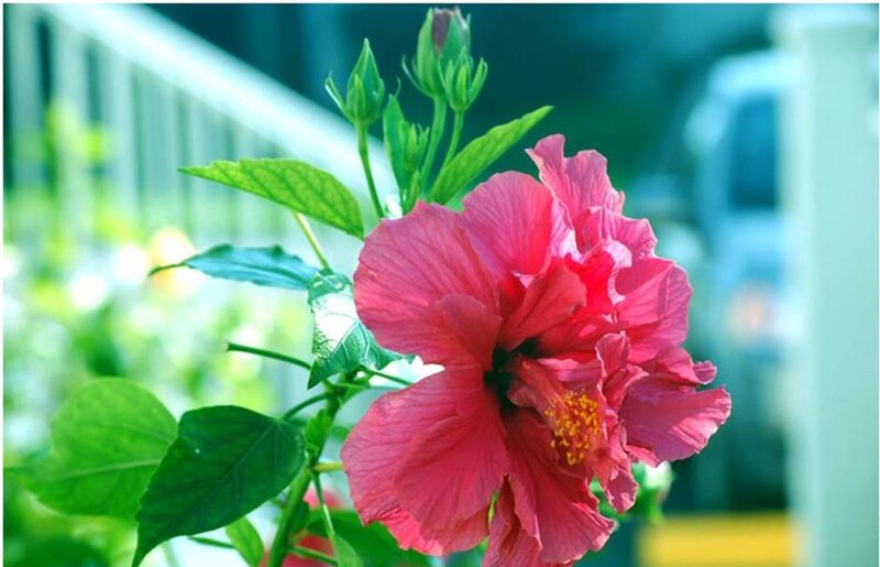 pink hibiscus flower