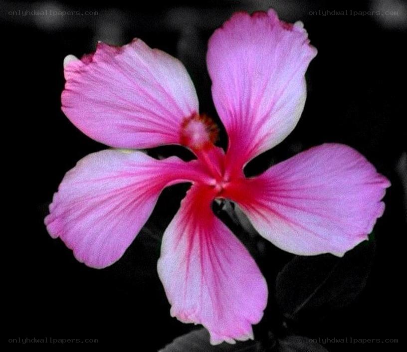 Pink hibiscus flower