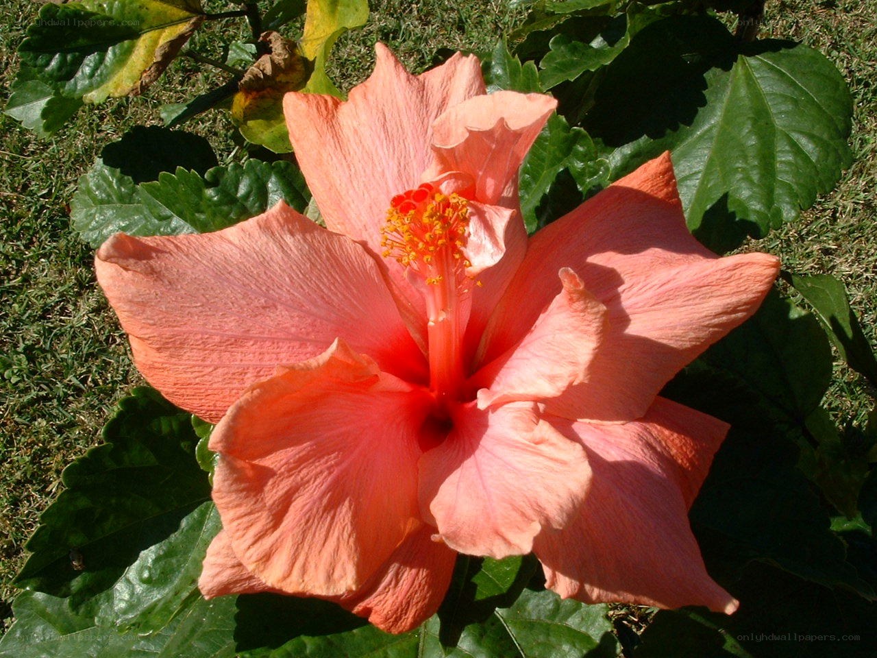 pink hibiscus flower
