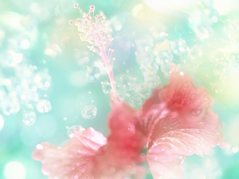 pink hibiscus flower